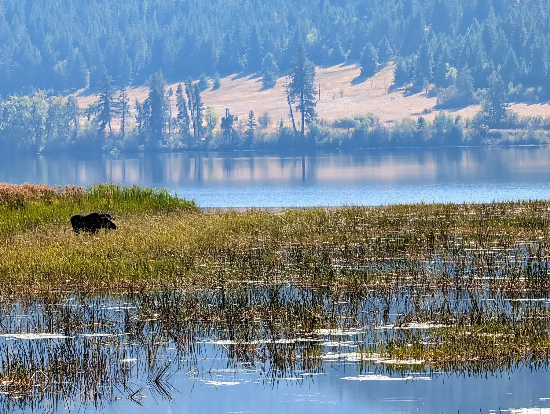 Day 4 Moose #4 Compressed